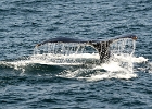 CapeCodc (4)  Humpback whales, Cape Cod